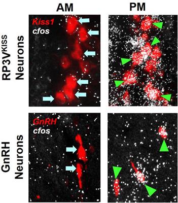 Neuroendocrine mechanisms underlying estrogen positive feedback and the LH surge